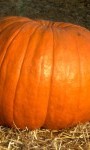 Thanksgiving Activities for the Family
